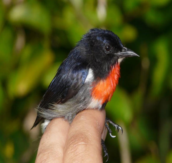The Wakatobi flowerpecker (Dicaeum kuehni), male. Image credit: Kelly SBA et al.