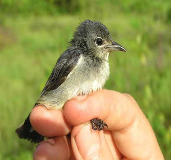 The Wakatobi flowerpecker (Dicaeum kuehni), female. Image credit: Kelly SBA et al.
