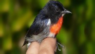 The Wakatobi flowerpecker (Dicaeum kuehni), male. Image credit: Kelly SBA et al.