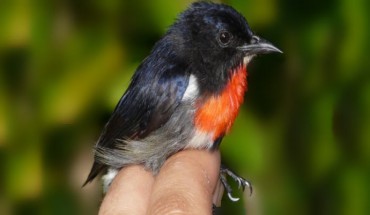 The Wakatobi flowerpecker (Dicaeum kuehni), male. Image credit: Kelly SBA et al.