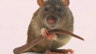 Rats show regret too. Image credit: Duke University.