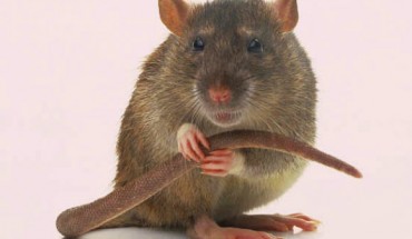 Rats show regret too. Image credit: Duke University.