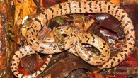 Lycodon zoosvictoriae. Image credit: Neang Thy / Fauna & Flora International.