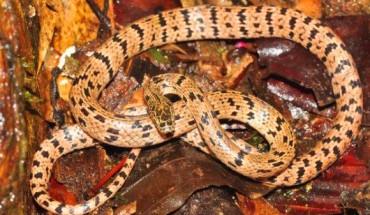 Lycodon zoosvictoriae. Image credit: Neang Thy / Fauna & Flora International.