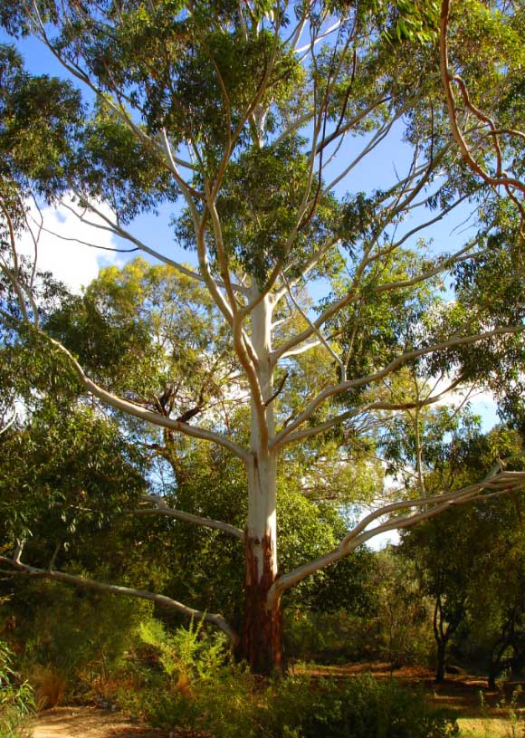 Eucalyptus grandis. Image credit: HelloMojo.