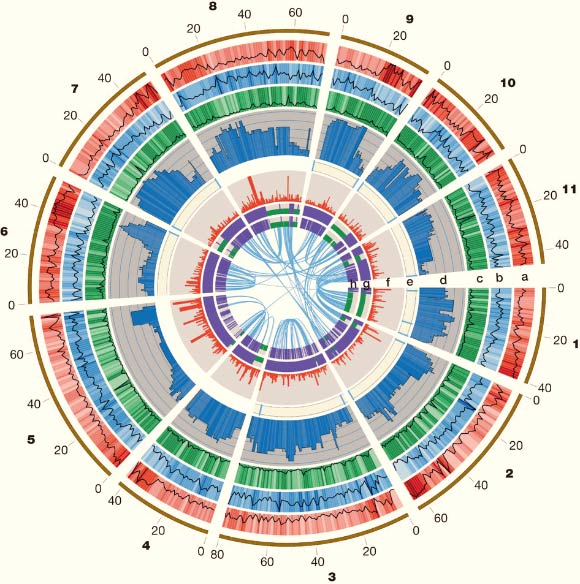 Eucalyptus grandis genome features in 1-Mb intervals across the 11 chromosomes, units on the circumference show megabase values and chromosomes: a - gene density, number per Mb, range 6–131; b - repeat coverage; c - average expression state, fragments per kilobase of exon per million sequences mapped; d - heterozygosity in inbred siblings; e - telomeric repeats; f - tandem duplication density; g, h - single nucleotide polymorphisms identified by resequencing BRASUZ1 in 1-Mb bins, g, and per gene, h. Central blue lines connect gene pairs from the most recent whole-genome duplication event. Image credit: Alexander A. Myburg et al.