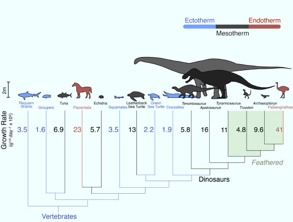 Growth rates across an evolutionary tree: dinosaur growth rates fall in between warm blooded mammals and birds, red, and cold-blooded fish and reptiles, blue. Image credit: John Grady.