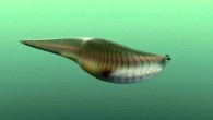 Reconstruction of Metaspriggina walcotti. Image credit: M. Collins.
