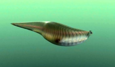 Reconstruction of Metaspriggina walcotti. Image credit: M. Collins.