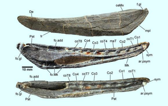 A fossil mandible of Megamastax amblyodus: in lateral, lingular, and dorsal views. Co 1–4, coronoids 1–4; coT 1–8, coronoid teeth 1–8; De, dentary; fo.add, adductor fossa; fo.gl, glenoid fossa; fo.Mk, Meckelian foramen; Id, infradentary; mpl, mandibular pit line; maT, marginal teeth; oaMx, overlap area for maxilla and quadratojugal; Pat, prearticular; sym, area for parasymphysial plate; tr, indented track bordering splenial. Image credit: Brian Choo et al.