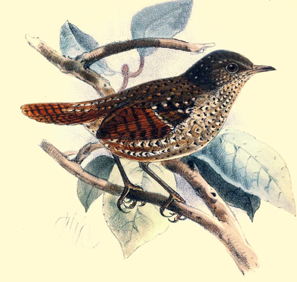 The Spotted wren-babbler (Elachura formosa), a painting by John Gerrard Keulemans, 1892.