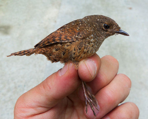 The Spotted wren-babbler (Elachura formosa) in Wuyi Shan, Jiangxi, China, April 2013. Image credit: Per Alström et al.