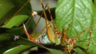 Supersonus piercei, female. Image credit: Natasha Mhatre.