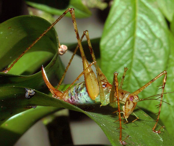 Supersonus piercei, female. Image credit: Natasha Mhatre.