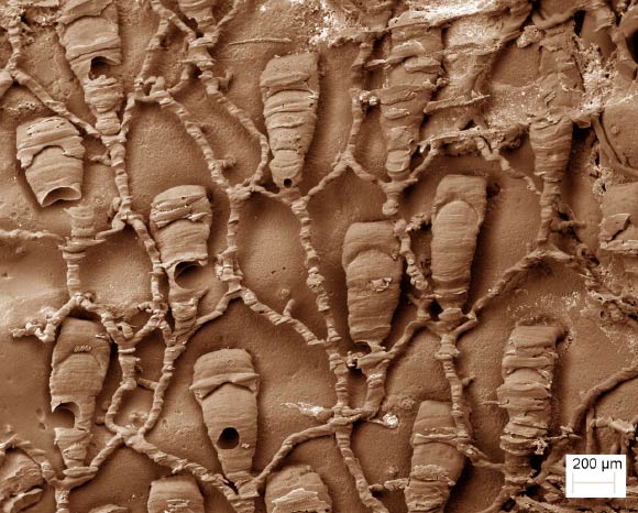 This scanning electron microscope image shows a cast of polyp chambers and connections of Protulophila in a worm tube. Image credit: Paul Taylor / Natural History Museum, London.
