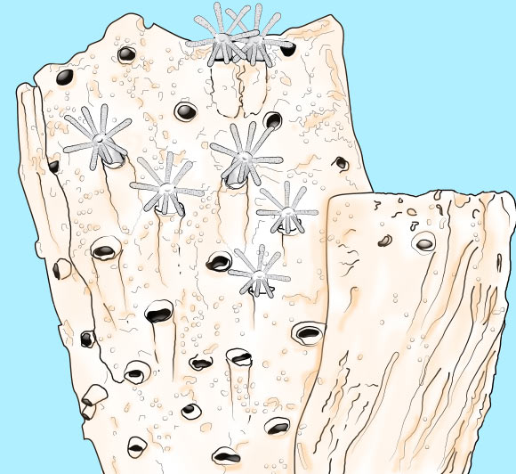 This is an artist's impression of living Protulophila polyps in a worm tube. Image credit: Dennis Gordon / Erika MacKay / NIWA.