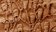 This scanning electron microscope image shows a cast of polyp chambers and connections of Protulophila in a worm tube. Image credit: Paul Taylor / Natural History Museum, London.