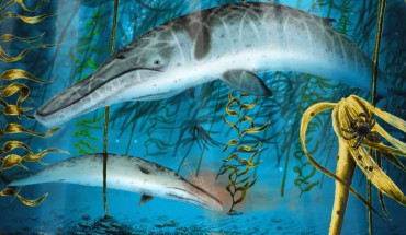 Artistic reconstruction of Herpetocetus morrowi in the late Pliocene Pacific Ocean off southern California. The fish depicted in the upper left is a sheephead, Semicossyphus sp. Image credit: Robert Boessenecker.