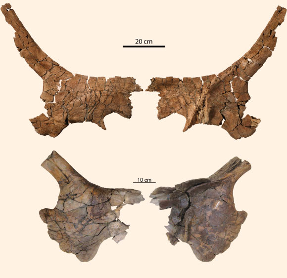 Mercuriceratops gemini, skull fossils of two individuals in dorsal and ventral views. Image credit:  Michael J. Ryan et al / Naturwissenschaften.