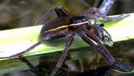 Example from Europe. Gravid adult female Dolomedes plantarius captured stickleback, Pungitius laevis, in turf pond in East Anglia, UK. Image credit: Helen Smith, South Lopham, Norfolk, UK.
