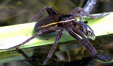 Example from Europe. Gravid adult female Dolomedes plantarius captured stickleback, Pungitius laevis, in turf pond in East Anglia, UK. Image credit: Helen Smith, South Lopham, Norfolk, UK.
