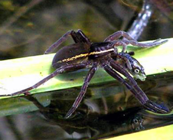 Example from Europe. Gravid adult female Dolomedes plantarius captured stickleback, Pungitius laevis, in turf pond in East Anglia, UK. Image credit: Helen Smith, South Lopham, Norfolk, UK.