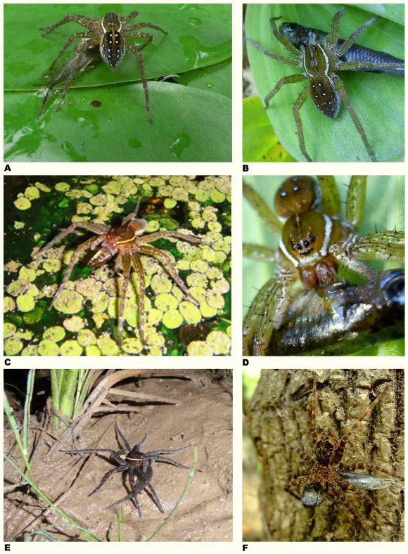 Examples from North America. A – Dolomedes triton caught mosquitofish in backyard pond near Tampa, Florida; B – Dolomedes triton feeding on fish, probably mosquitofish Gambusia holbrooki, in garden pond near Lady Lake, Florida; C – Dolomedes triton feeding on small fish on Tsala Apopka Lake, Florida; D – Dolomedes triton feeding on fish in garden pond near Lady Lake, Florida; E – Dolomedes triton devouring fish on edge of small, slow-moving stream near Fayetteville, North Carolina; F – Dolomedes okefinokensis feeding on small fish in swamp in Big Cypress National Preserve, Florida. Credit: Stacy Cyrus / Machele White / Claire Sunquist-Blunden / Patrick Randall / Misti Little. 