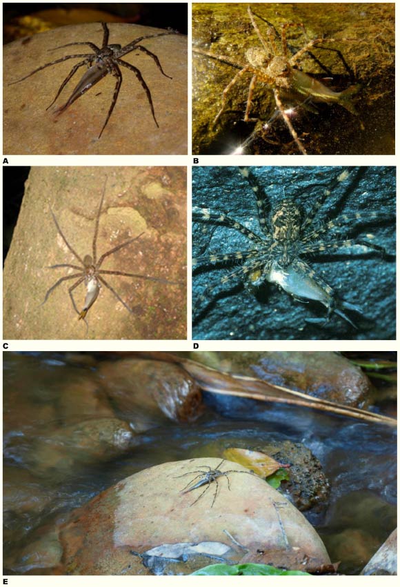 Examples from South America. A – Trechalea sp. eating characiform while sitting on a rock in middle of small river near Paratebueno, Cundinamarca, Colombia; B – Trechalea sp. pulling characiform on stone on edge of shallow, small stream near Quebrada Valencia, Magdalena, Colombia; C – Trechalea sp. devouring characiform while sitting on tree trunk on edge of Rio Frijoles, Central Panama; D – Trechalea sp. eating characiform on bank of Rio Maicuru, Pará State, Brazil; E – Trechalea sp. eating characiform while sitting on rock in middle of small river near Paratebueno, Cundinamarca, Colombia. Credit: Solimary Garcia Hernandez / Juan Esteban Arias A. / Jessica Stapley / Jacques Jangoux.