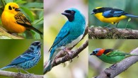 Five tropical tanagers, clockwise from upper left: Golden Tanager, Swallow Tanager, Blue-winged Mountain-Tanager, Red-necked Tanager, Beryl-spangled Tanager. Credit: Peter Wendelken / Frank Shufelt / Keith Bowers / Vivek Tiwari / Priscilla Burcher.
