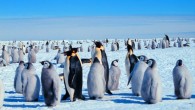 Emperor penguins (Aptenodytes forsteri): adults and chicks. Image credit: Michael Van Woert / NOAA NESDIS / ORA.