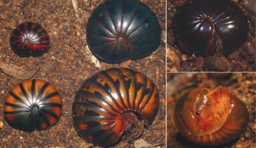 Sphaeromimus lavasoa (top right), Sphaeromimus andrahomana (bottom right) and color morphs of the previously known species Sphaeromimus musicus (left). Image credit: Wesener T et al.