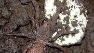 Paratropis tuxtlensis, adult female protecting her egg sac. Image credit: Valdez-Mondragón A et al.
