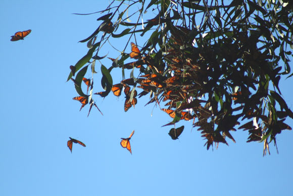 Monarch butterflies cluster in Santa Cruz, California. Image credit: Brocken Inaglory / CC BY-SA 3.0.