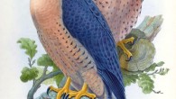Falco peregrinus babylonicus. Image credit: John Gould, Birds of Asia, vol. 1, pl. 4.