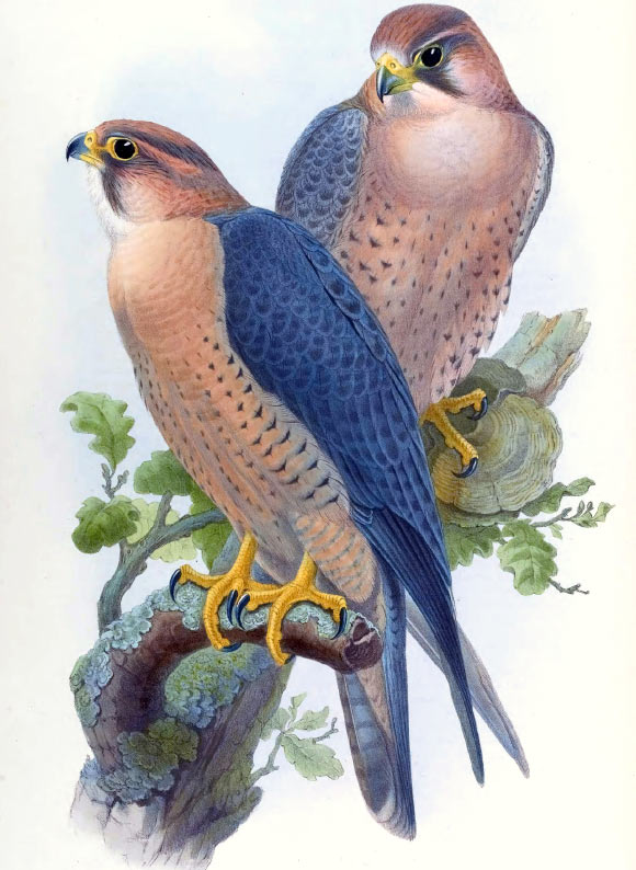 Falco peregrinus babylonicus. Image credit: John Gould, Birds of Asia, vol. 1, pl. 4.