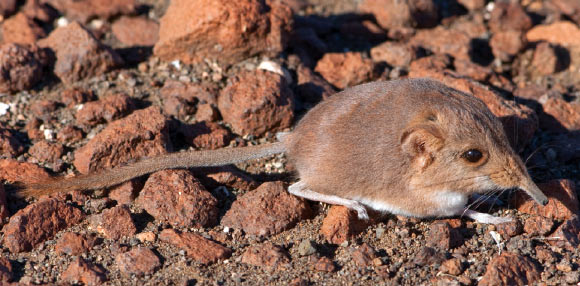 The Etendeka round-eared sengi, Macroscelides micus. Image credit: John P. Dumbacher.