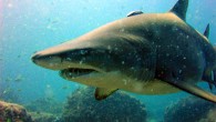 This image shows the extant sand tiger shark Carcharias taurus. Image credit: Richard Ling / CC BY-SA 2.0.