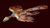 Reconstruction of Archaeopteryx in flight. Image credit: R. Liebreich / Bavarian State Collection for Paleontology and Geology, Munich.