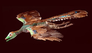 Reconstruction of Archaeopteryx in flight. Image credit: R. Liebreich / Bavarian State Collection for Paleontology and Geology, Munich.