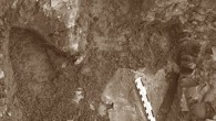 Footprint of an adult hadrosaur found at Denali National Park, Alaska. Image credit: Anthony R. Fiorillo et al.