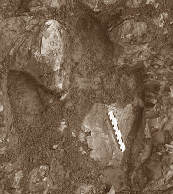 Footprint of an adult hadrosaur found at Denali National Park, Alaska. Image credit: Anthony R. Fiorillo et al.