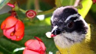 This image shows a Sooty-capped bush tanager holding a stamen from Axinaea costaricensis in its beak. Note the pollen grains on the bird’s beak, front head, and cheeks. Image credit: Florian Etl.