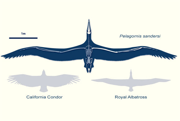 Line drawing of Pelagornis sandersi, a California Condor and a Royal Albatross. Image credit: Liz Bradford.