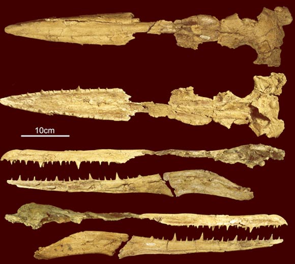 Skull of Pelagornis sandersi in dorsal, ventral, left lateral and right lateral views. Image credit: Daniel T. Ksepka.