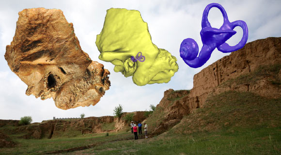 The Xujiayao 15 late archaic human temporal bone from northern China with the extracted temporal labyrinth superimposed on a view of the Xujiayao site. Image credit: Institute of Vertebrate Paleontology and Paleoanthropology / Chinese Academy of Science.