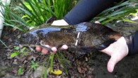 Tandanus tropicanus. Image credit: TropWater, James Cook University.