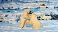 Polar bears. Image credit: Brocken Inaglory / CC BY-SA 3.0.