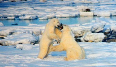 Polar bears. Image credit: Brocken Inaglory / CC BY-SA 3.0.