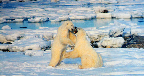 Polar bears. Image credit: Brocken Inaglory / CC BY-SA 3.0.