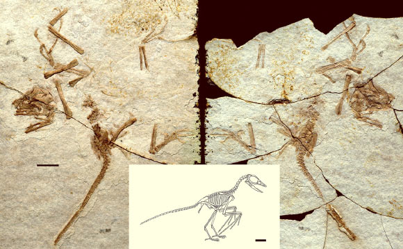 This is a photo of the main and counter slabs of the Scansoriopteryx fossil. The inset shows a skeletal reconstruction of the bird-like creature. Scale bars - 1 cm. Image credit: Stephen A. Czerkas et al.